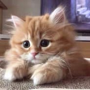 Avatar of player Хороший Котик?