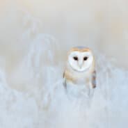 Avatar of player Mistyowl
