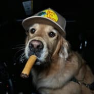 Avatar of player Бешеный пёс