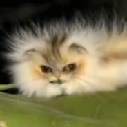 Avatar of player cat'erpillar