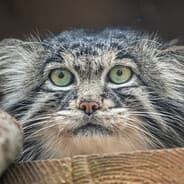 Avatar of player manul mode (player)