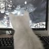 Avatar of player panicattack
