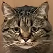 Avatar of player MEOW