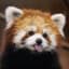 Avatar of player Red Panda Enjoyer