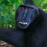Avatar of player peruvian monkey