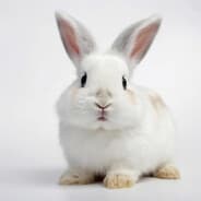 Avatar of player whiterabbit342
