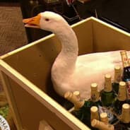 Avatar of player GOOSE ON BEER