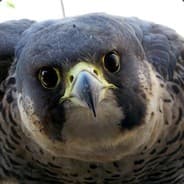 Avatar of player Falcon_gaze