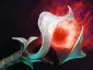 Item orchid