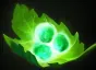 Item tango