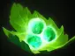 Item tango